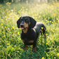 Pet Portrait
